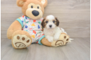 Friendly Cavachon Baby