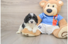 Popular Cavachon Designer Pup