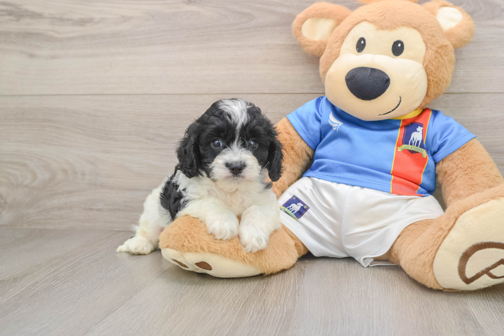 Popular Cavachon Designer Pup