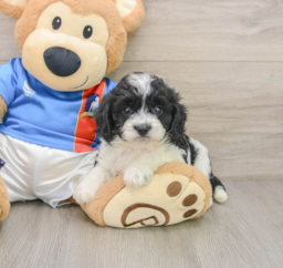 5 week old Cavachon Puppy For Sale - Lone Star Pups