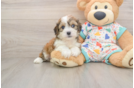 Cavachon Pup Being Cute