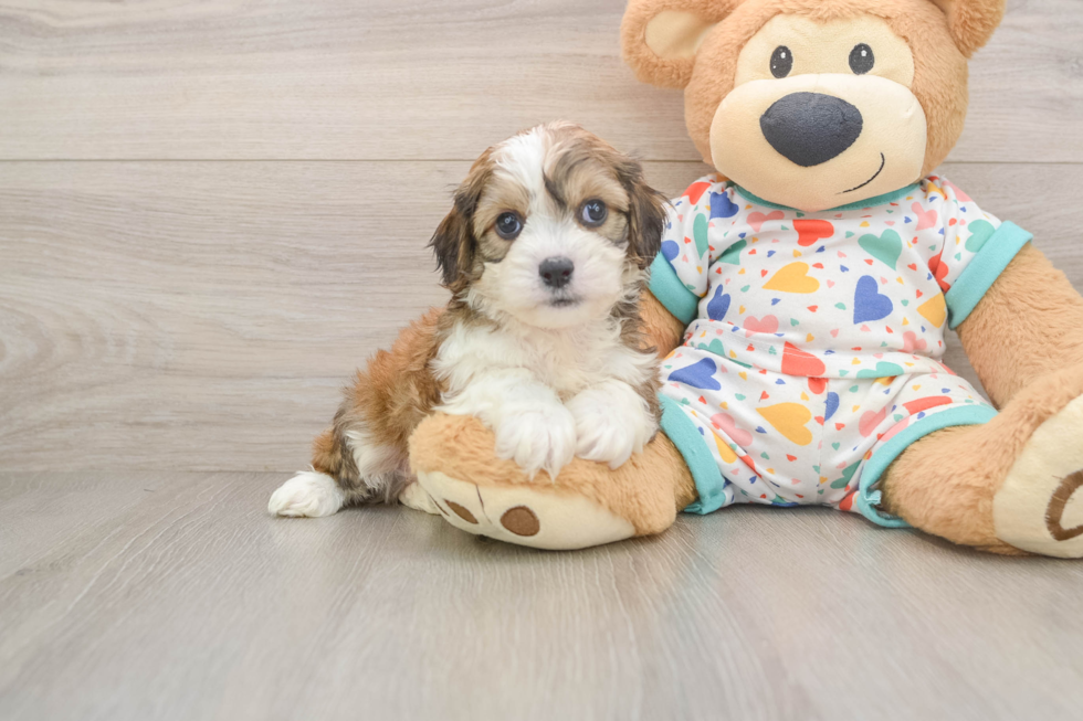 Cavachon Pup Being Cute