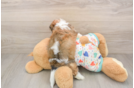 Energetic Cavalier Bichon Designer Puppy