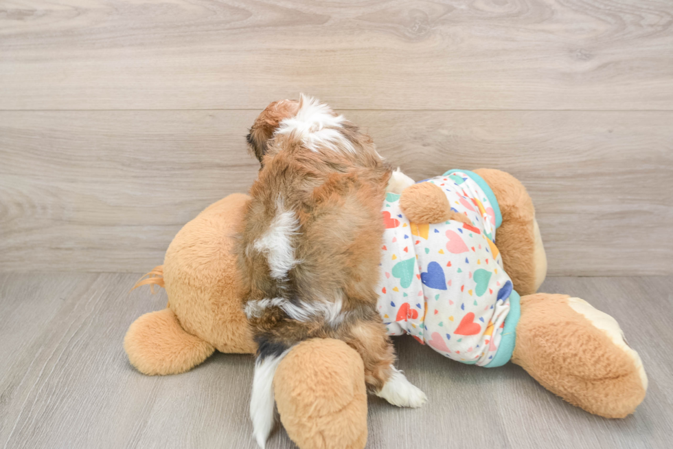 Energetic Cavalier Bichon Designer Puppy