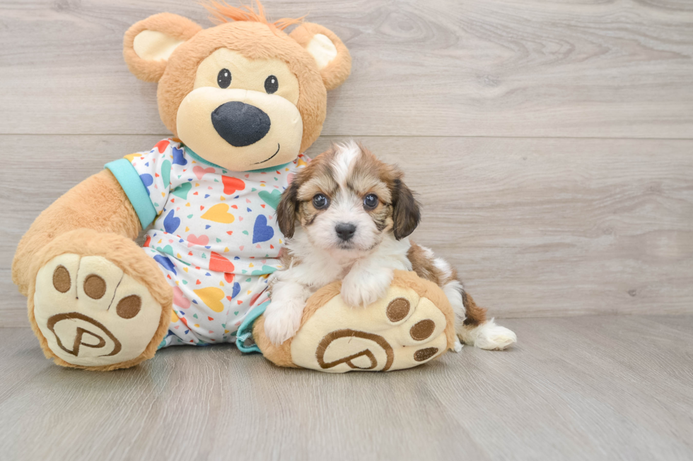 Cavachon Puppy for Adoption