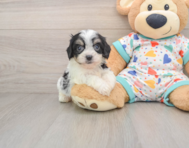 5 week old Cavachon Puppy For Sale - Lone Star Pups