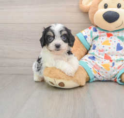 8 week old Cavachon Puppy For Sale - Lone Star Pups