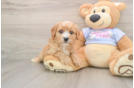 Playful Cavalier Bichon Designer Puppy