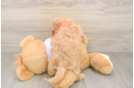 Hypoallergenic Cavalier Bichon Designer Puppy