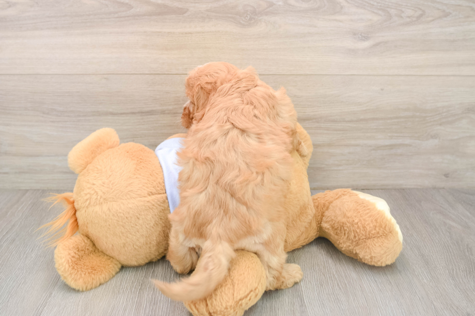 Hypoallergenic Cavalier Bichon Designer Puppy