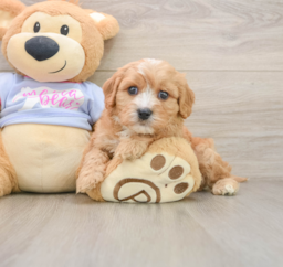 5 week old Cavachon Puppy For Sale - Lone Star Pups
