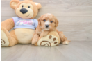 Cavachon Puppy for Adoption