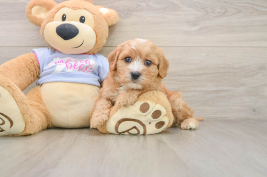 Cavachon Puppy for Adoption