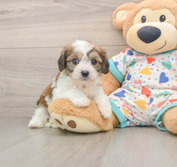 6 week old Cavachon Puppy For Sale - Lone Star Pups
