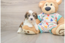 Sweet Cavachon Baby