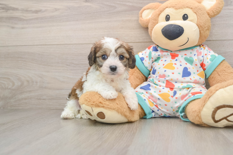 Sweet Cavachon Baby