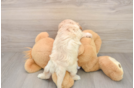 Cavachon Puppy for Adoption