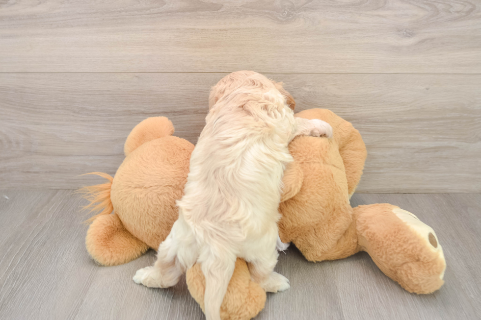 Cavachon Puppy for Adoption