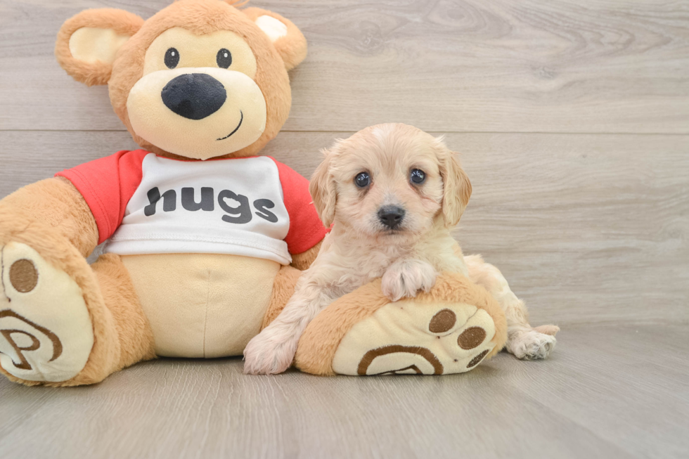 Cavachon Pup Being Cute