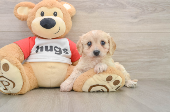 Cavachon Pup Being Cute