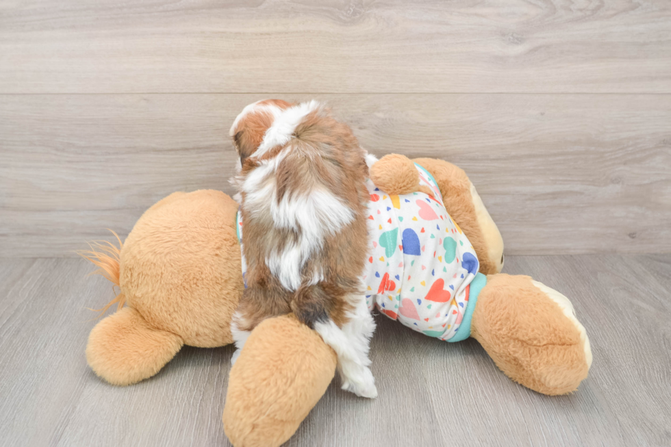 Cavachon Pup Being Cute