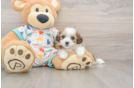 Cavachon Pup Being Cute