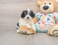 5 week old Cavachon Puppy For Sale - Lone Star Pups
