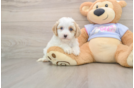 Popular Cavachon Designer Pup
