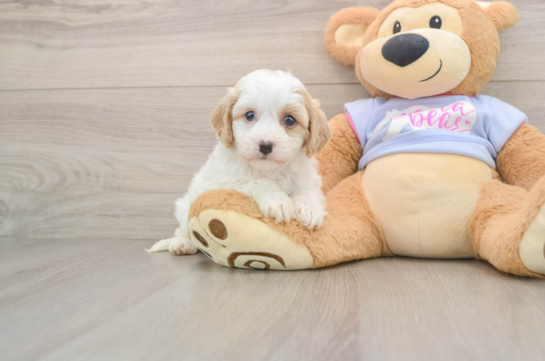 Popular Cavachon Designer Pup