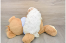 Small Cavachon Baby