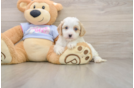 Hypoallergenic Cavalier Bichon Designer Puppy