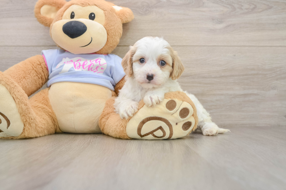 Hypoallergenic Cavalier Bichon Designer Puppy