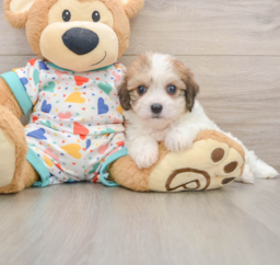 7 week old Cavachon Puppy For Sale - Lone Star Pups