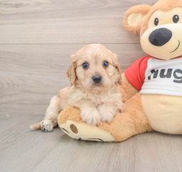 5 week old Cavachon Puppy For Sale - Lone Star Pups