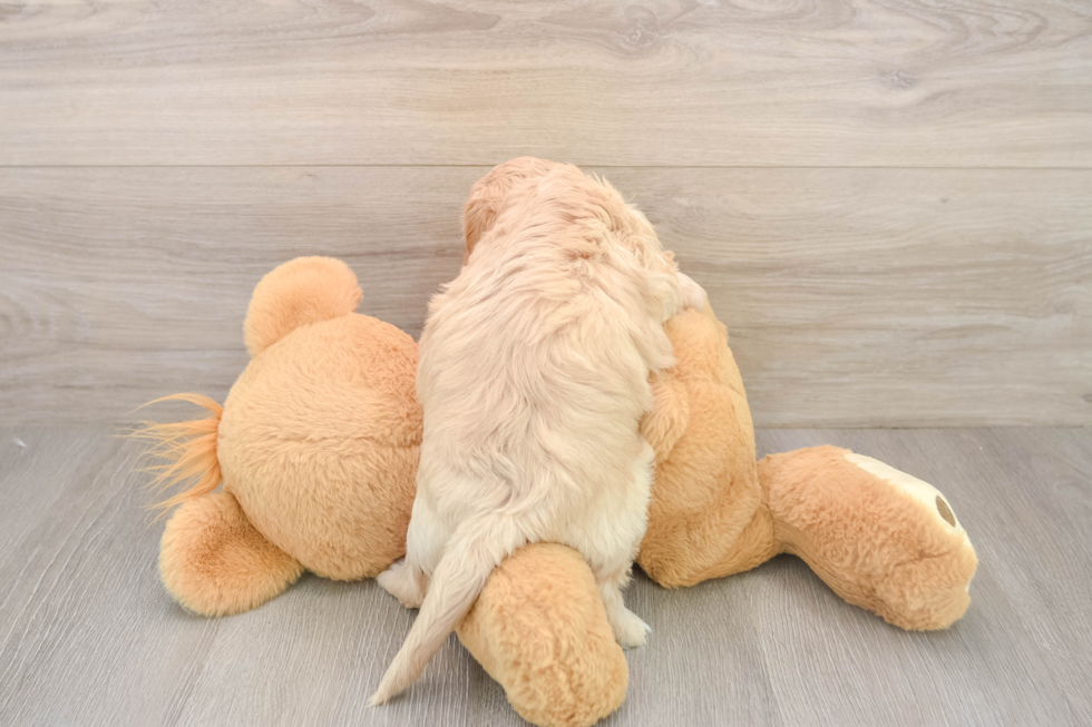 Cavachon Puppy for Adoption