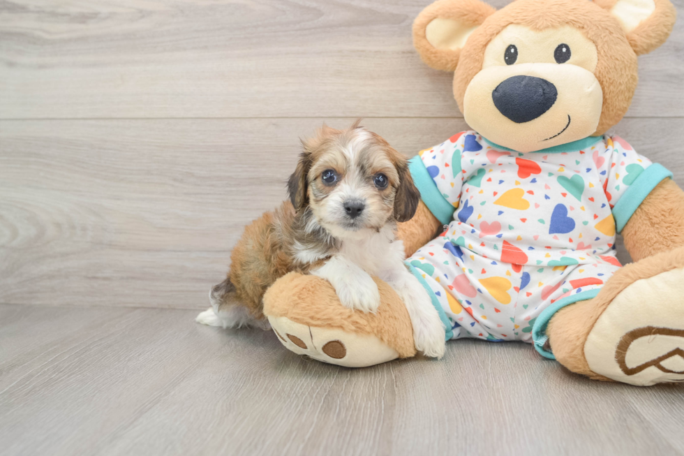 Happy Cavachon Baby