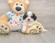 5 week old Cavachon Puppy For Sale - Lone Star Pups
