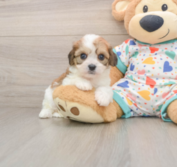 7 week old Cavachon Puppy For Sale - Lone Star Pups