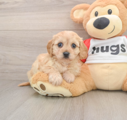 5 week old Cavachon Puppy For Sale - Lone Star Pups