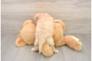 Cavachon Puppy for Adoption
