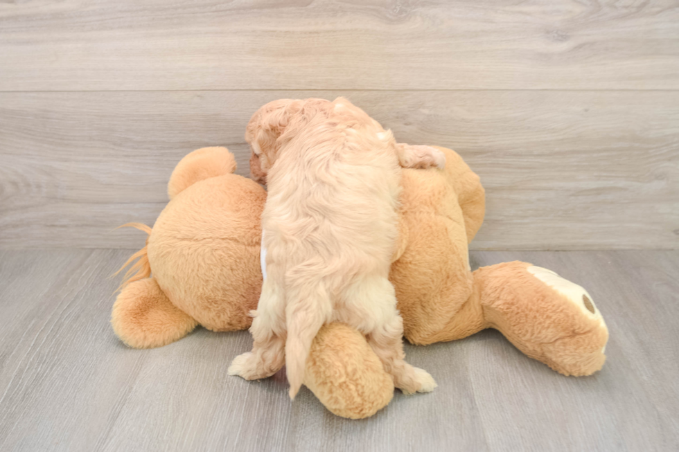 Cavachon Puppy for Adoption