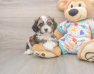 5 week old Cavachon Puppy For Sale - Lone Star Pups