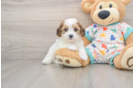 Energetic Cavalier Bichon Designer Puppy
