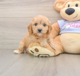 5 week old Cavachon Puppy For Sale - Lone Star Pups