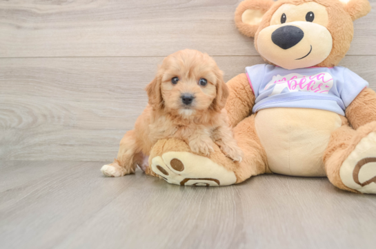 Sweet Cavachon Baby