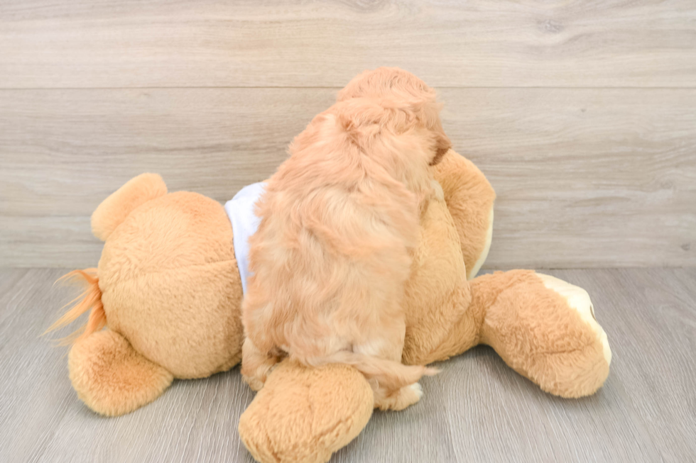 Cavachon Puppy for Adoption