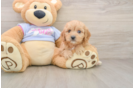 Funny Cavachon Designer Pup