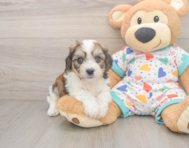 5 week old Cavachon Puppy For Sale - Lone Star Pups
