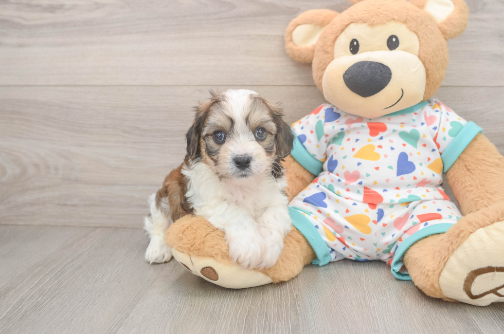 6 week old Cavachon Puppy For Sale - Lone Star Pups