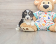 5 week old Cavachon Puppy For Sale - Lone Star Pups